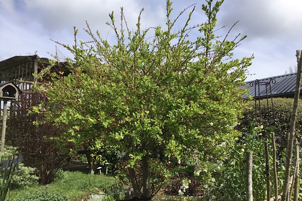 Salix Hakuro Nishiki