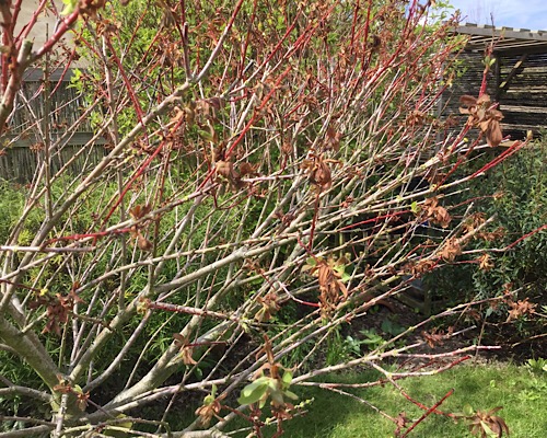 Salix Flamingo de près