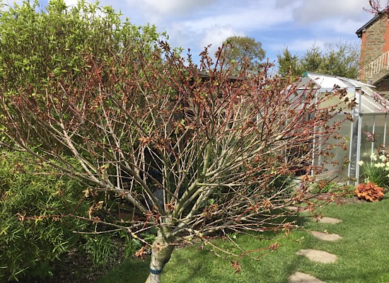 Salix Flamingo en détresse