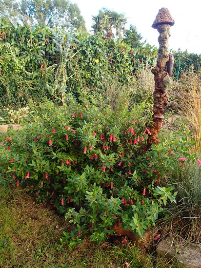 Correa " Dusky Bell "