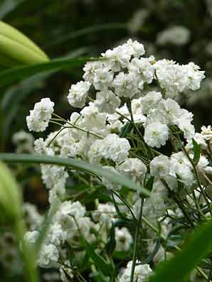 Achillea ptarmica ‘The Pearl'