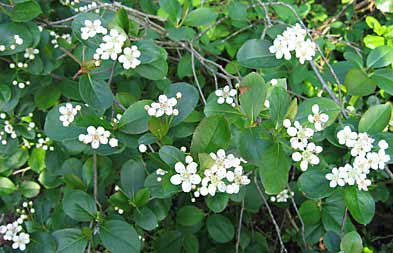 Aronia melanocarpa 