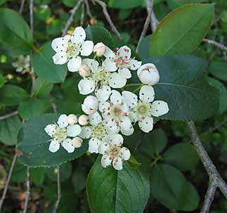 Aronia melanocarpa 