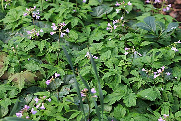 Cardamine quinquefolia