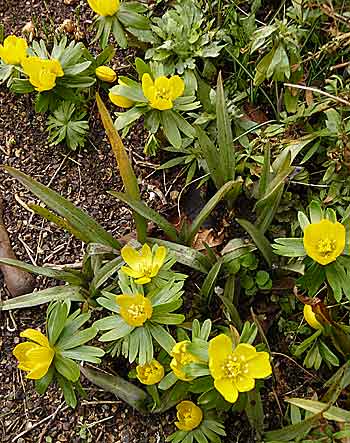 Eranthis hyemalis