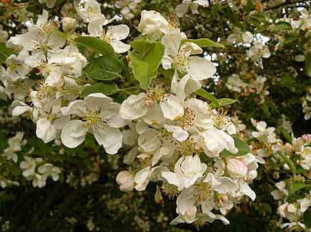 Malus x 'Evereste' : ses fleurs
