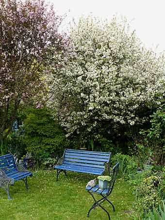 Malus x 'Evereste'
