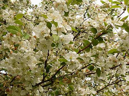 Malus x 'Evereste' : ses fleurs