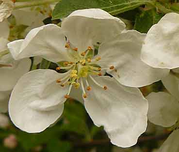 Une fleur du Malus x 'Evereste'