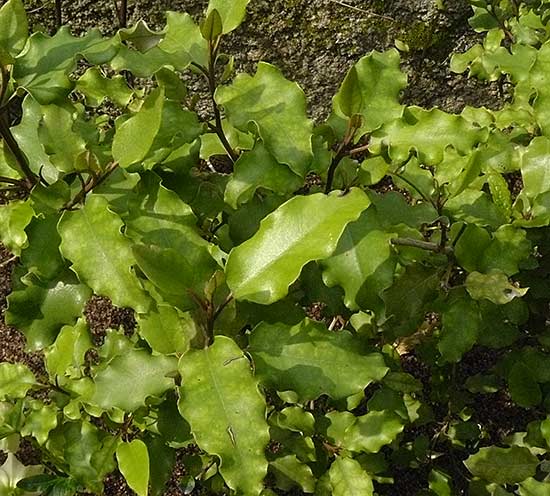 Olearia paniculata