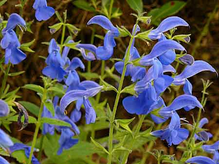 Salvia patens