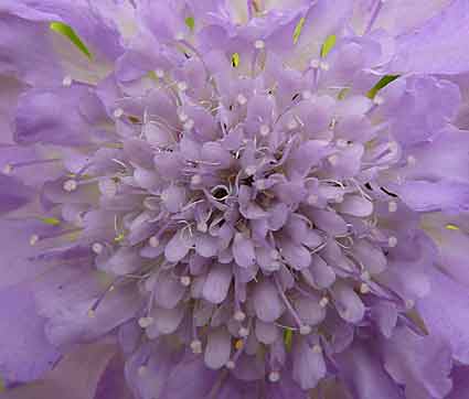Scabiosa ‘Butterfly Blue' Scabiosa ‘Butterfly Blue'