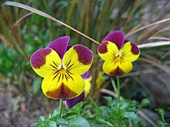 Viola cornuta Viola cornuta