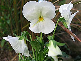 Viola cornuta Viola cornuta