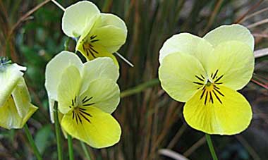 Viola cornuta Viola cornuta