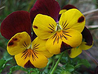 Viola cornuta Viola cornuta