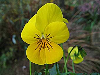 Viola cornuta Viola cornuta
