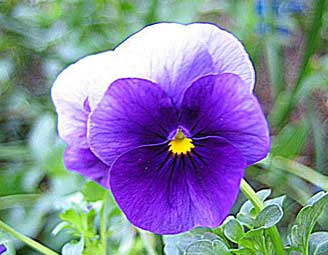 Viola cornuta Viola cornuta