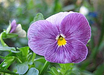 Viola cornuta Viola cornuta