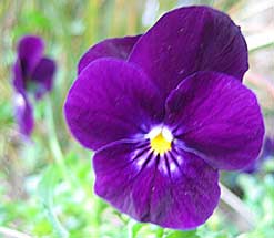 Viola cornuta Viola cornuta