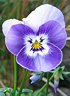 Viola cornuta