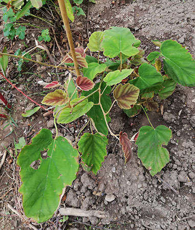 rubus flagelliformis.jpg