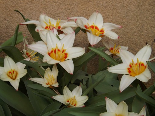 tulipe botanique.jpg