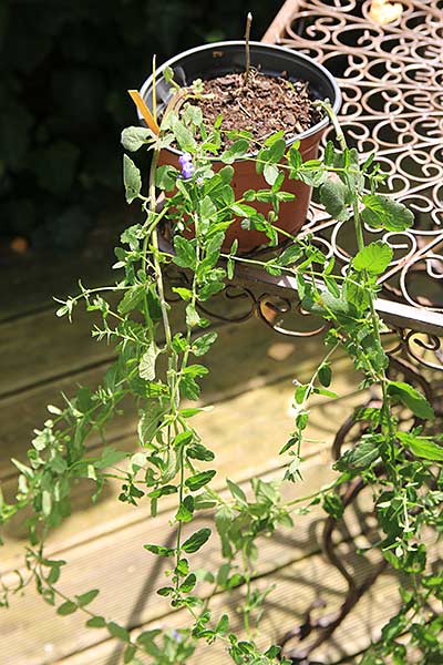 scutteraria2.jpg
