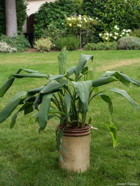 Curcuma dans son cache-pot