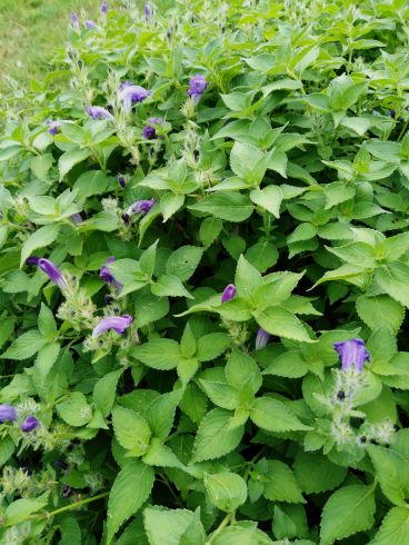 fleurs bleues plutôt que violet
