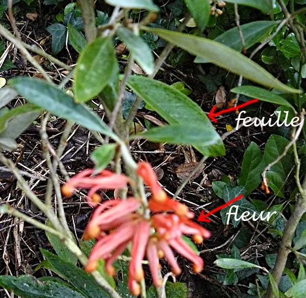 arbfleurrouge.jpg