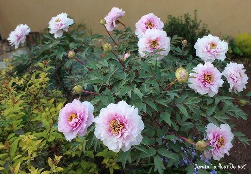 pivoine arbustive.jpg