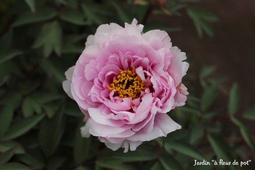 pivoine en arbuste.jpg