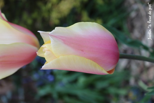 tulipe bushing lady.jpg