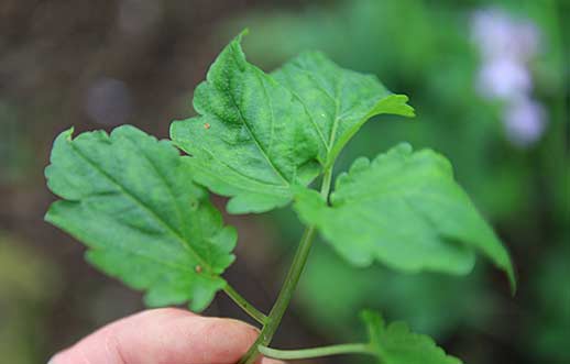 cardamine1.jpg