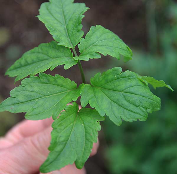 cardamine2.jpg