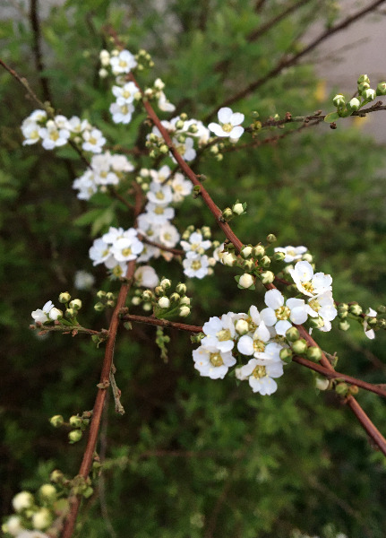 Inconnu fleurs(1).jpg