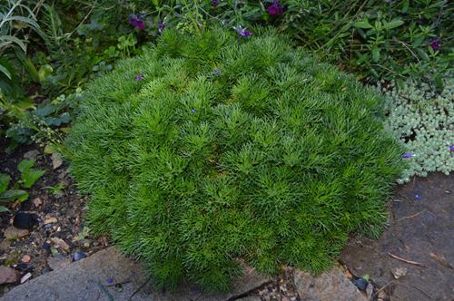 plante à identifier végétation octobre (2).jpg