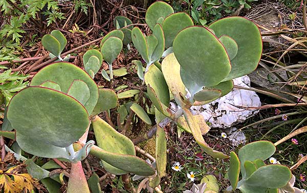 succulenteMD.jpg
