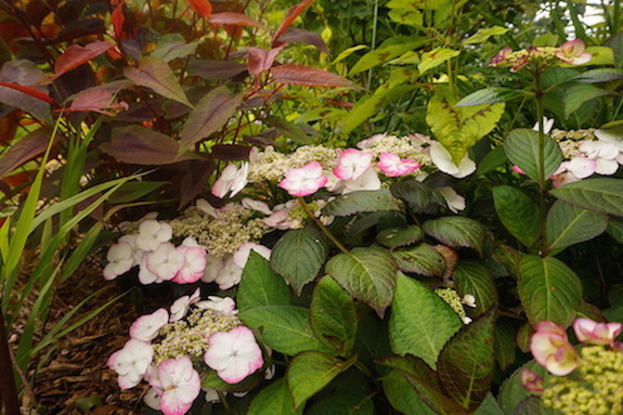 DSC08852.JPG