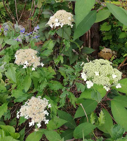 arborescens Emerald Lace.jpg