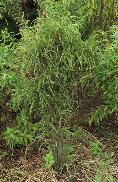 Rhamnus 600.JPG