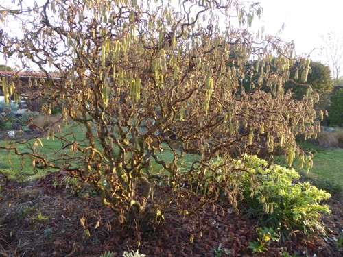 Noisetier tortueux Corylus avellana 'Conforta'.JPG