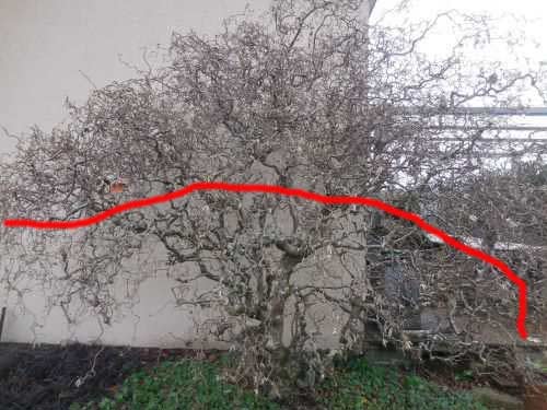 taille-noisetier.jpg