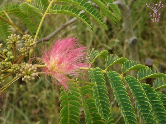 albizia-tropical-dream.jpg