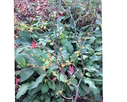 Hamamelis