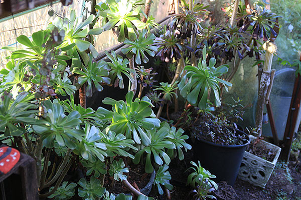 aeonium-serre.jpg
