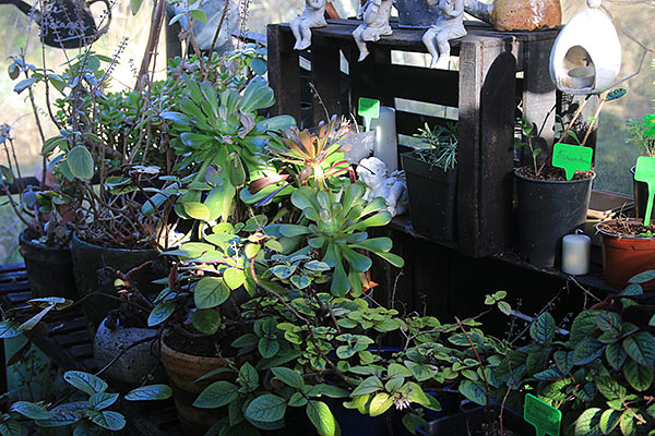 plant-serre.jpg