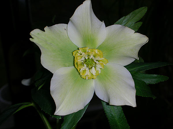 DSCN20881.jpg