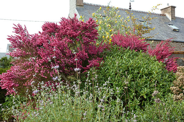 leptospermum winter cheer devant cytisus battendieri